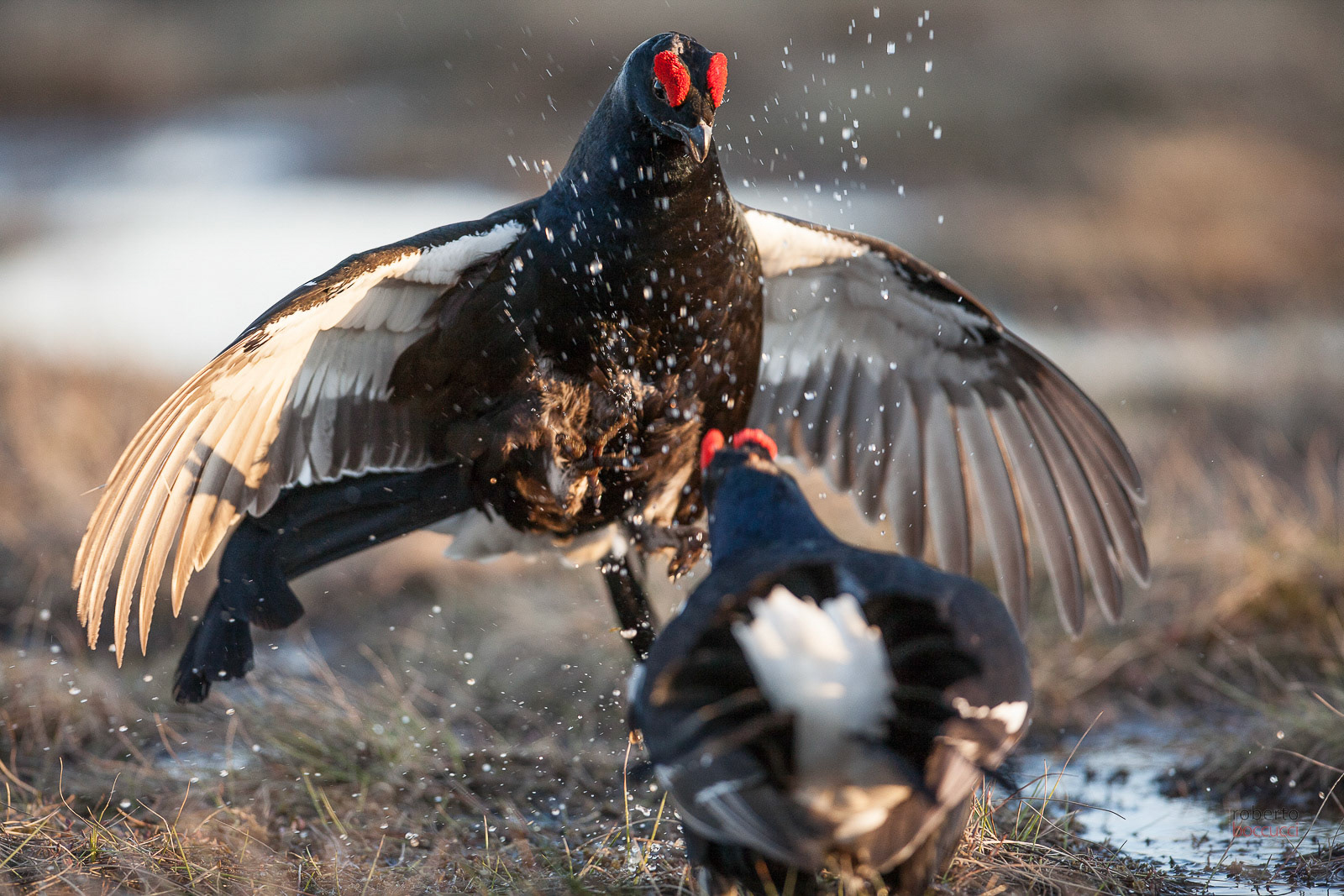 Black Grouse (Sweden)