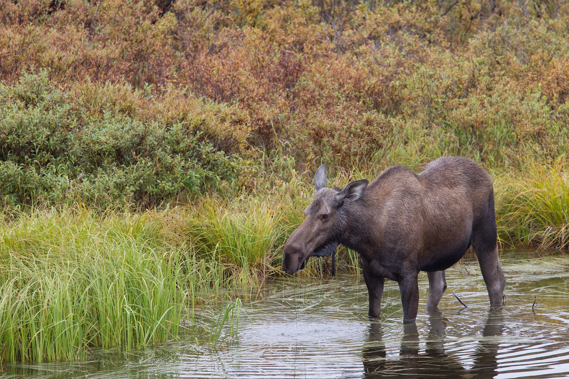 Moose (Denali NP)