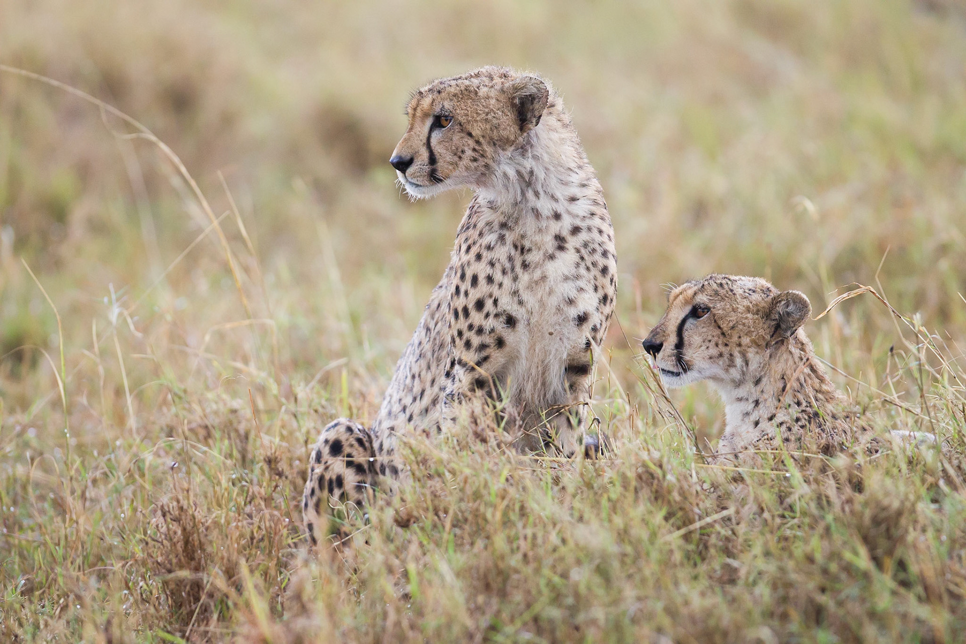 Ghepardo (Masai Mara)