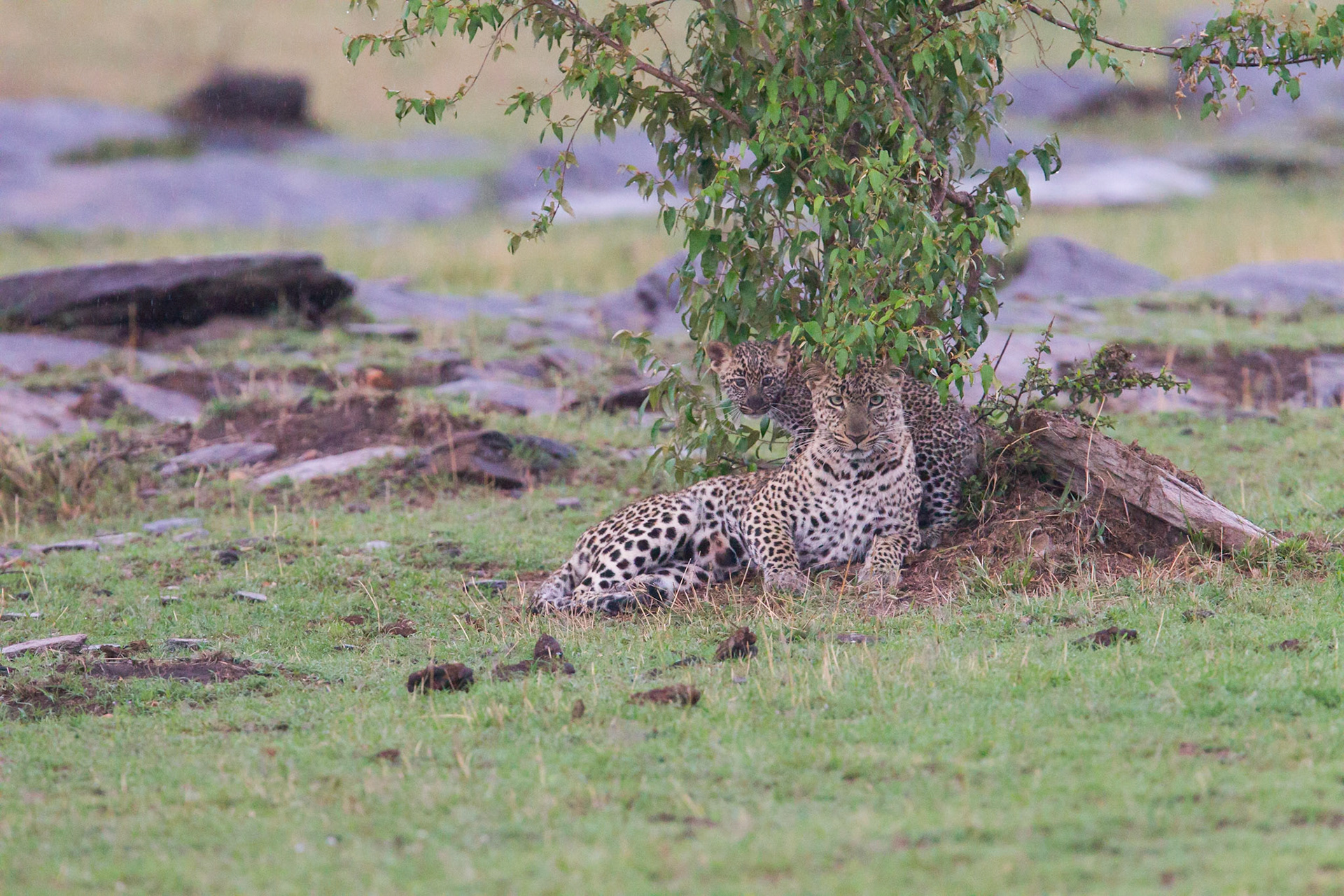 Leopardo (Masai Mara)