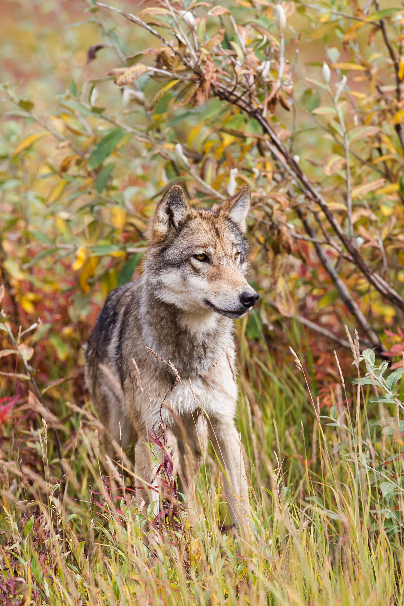 Wolf- Denali NP