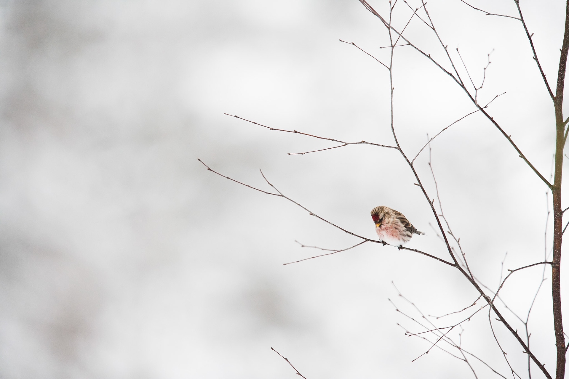 Arctic redpoll