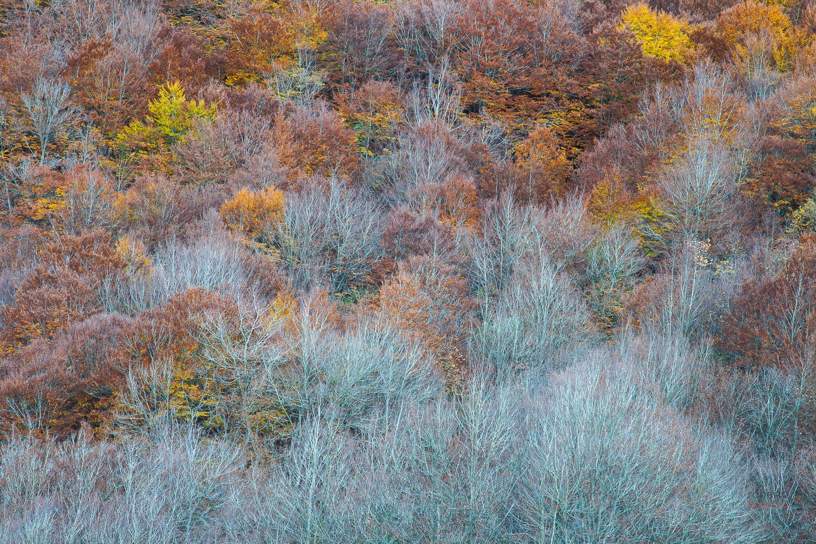 Colors of Autumn (Abruzzo)