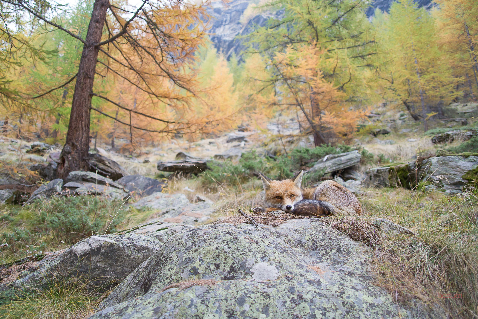 Red fox - Valnoney