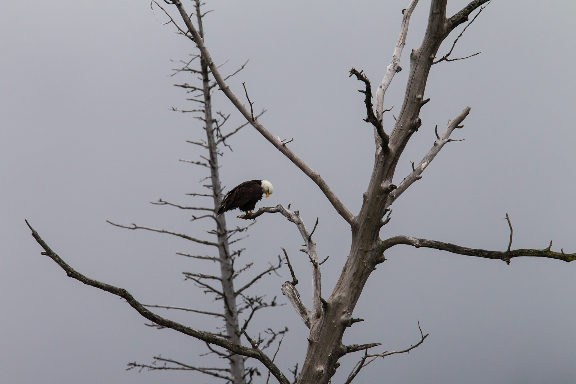 Bald Eagle (Seward)