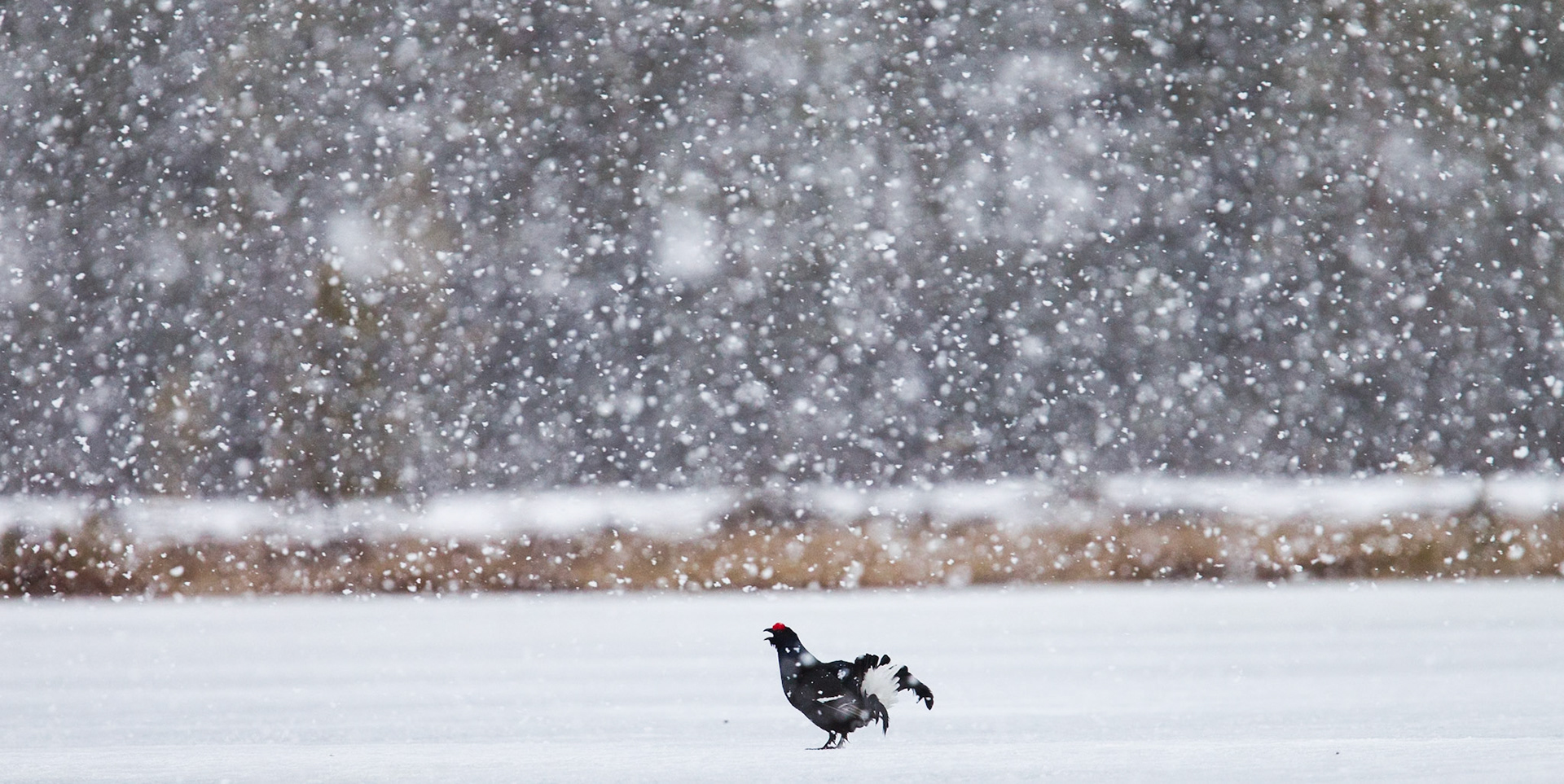 Black Grouse (Finland)