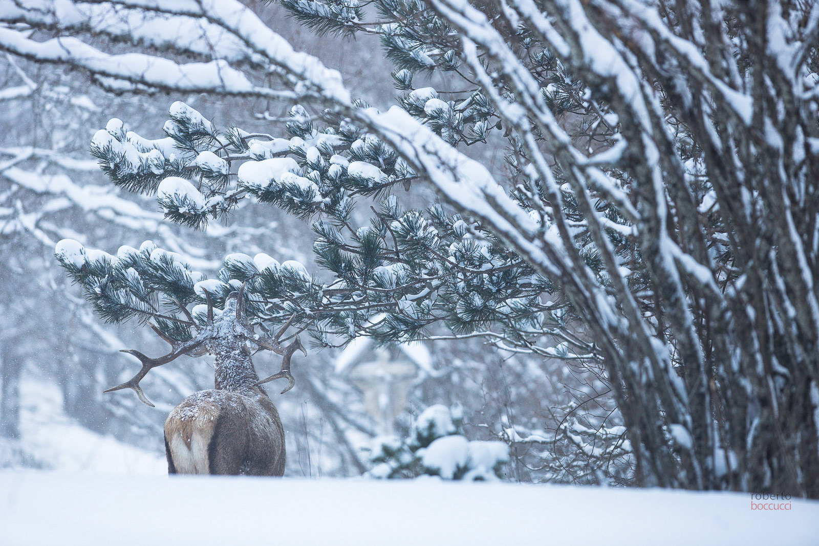 red deer cervo abruzzo boccucci