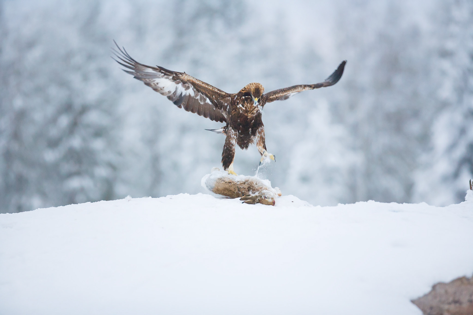 Golden Eagle (Finland)
