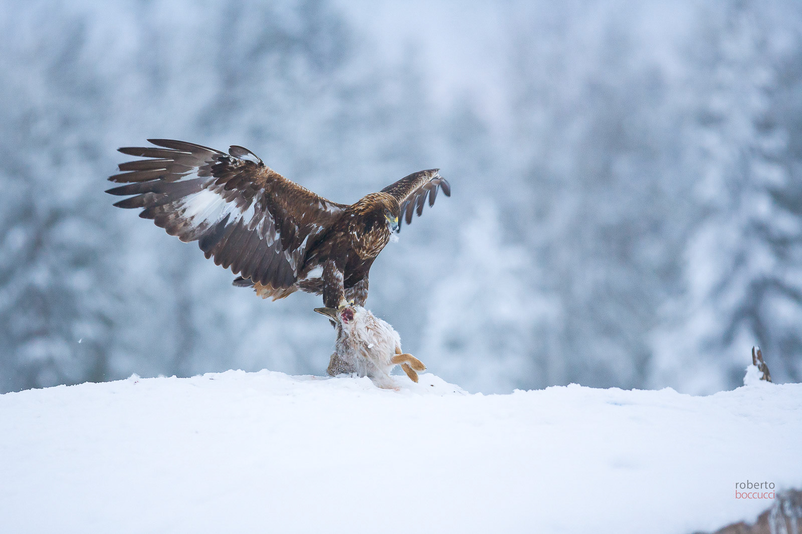 Golden Eagle (Finland)