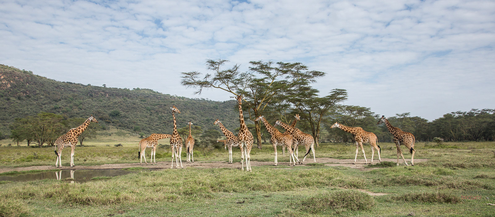 Giraffe - Nakuru Lake