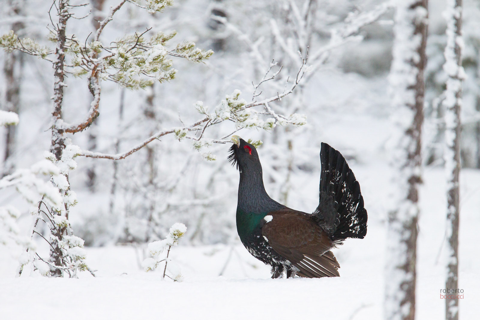Capercaillie (Finland)