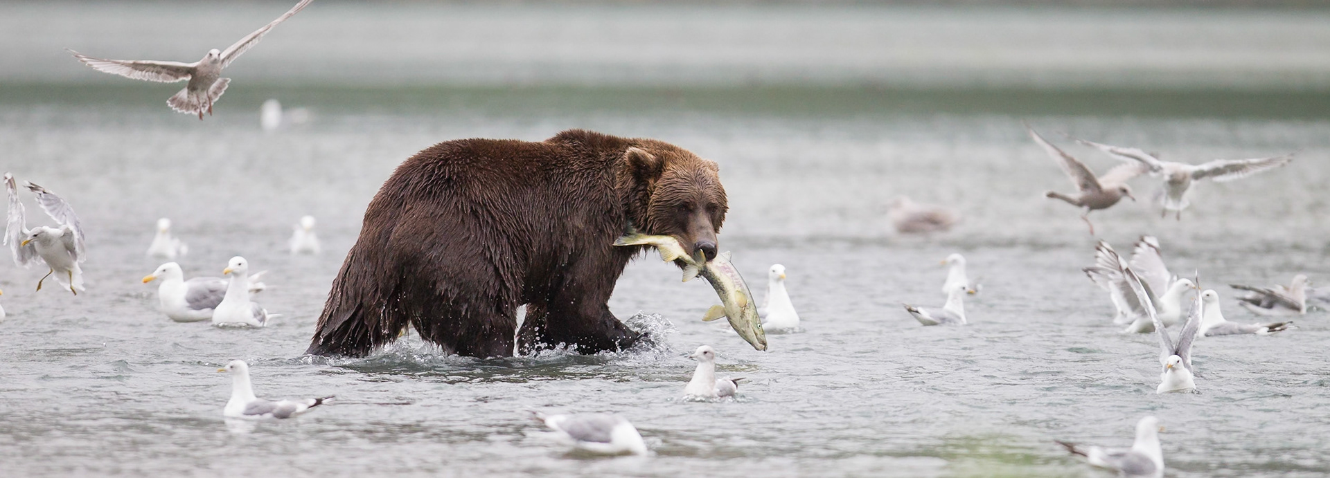 Grizzly (Geographic Harbor)