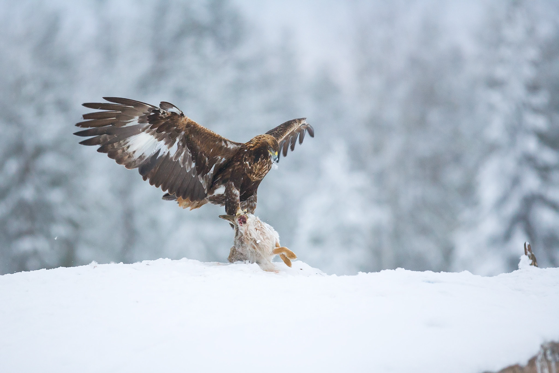 Golden Eagle (Finland)