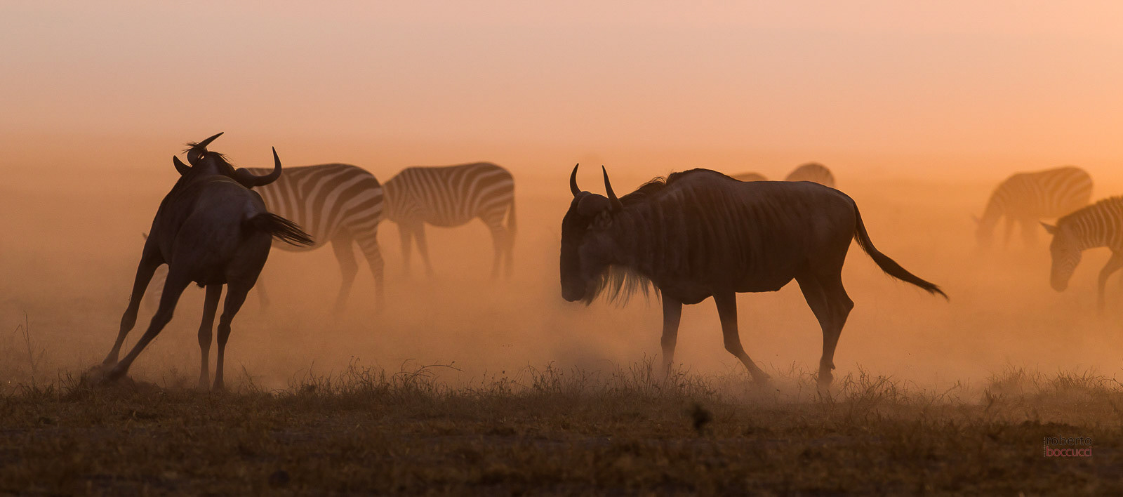 Gnu (Amboseli)