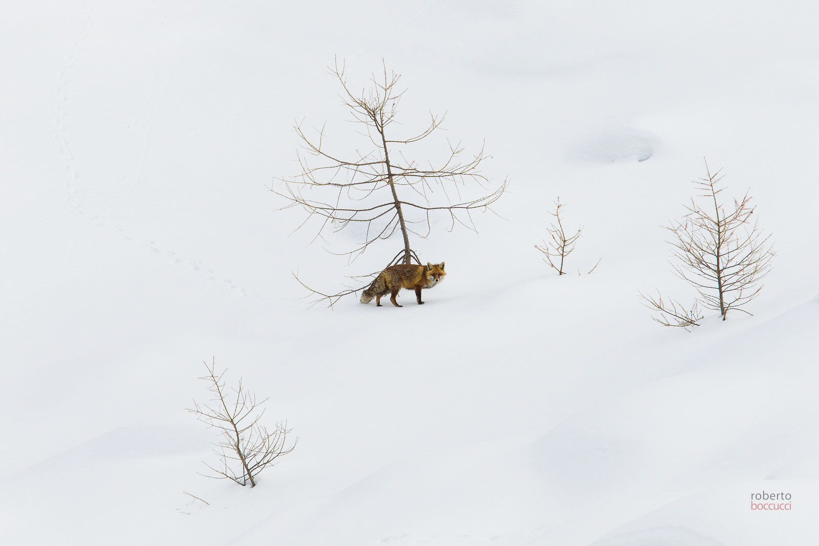 Red fox - Valnoney