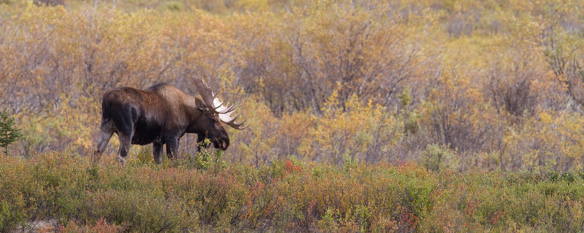 Moose (Denali NP)