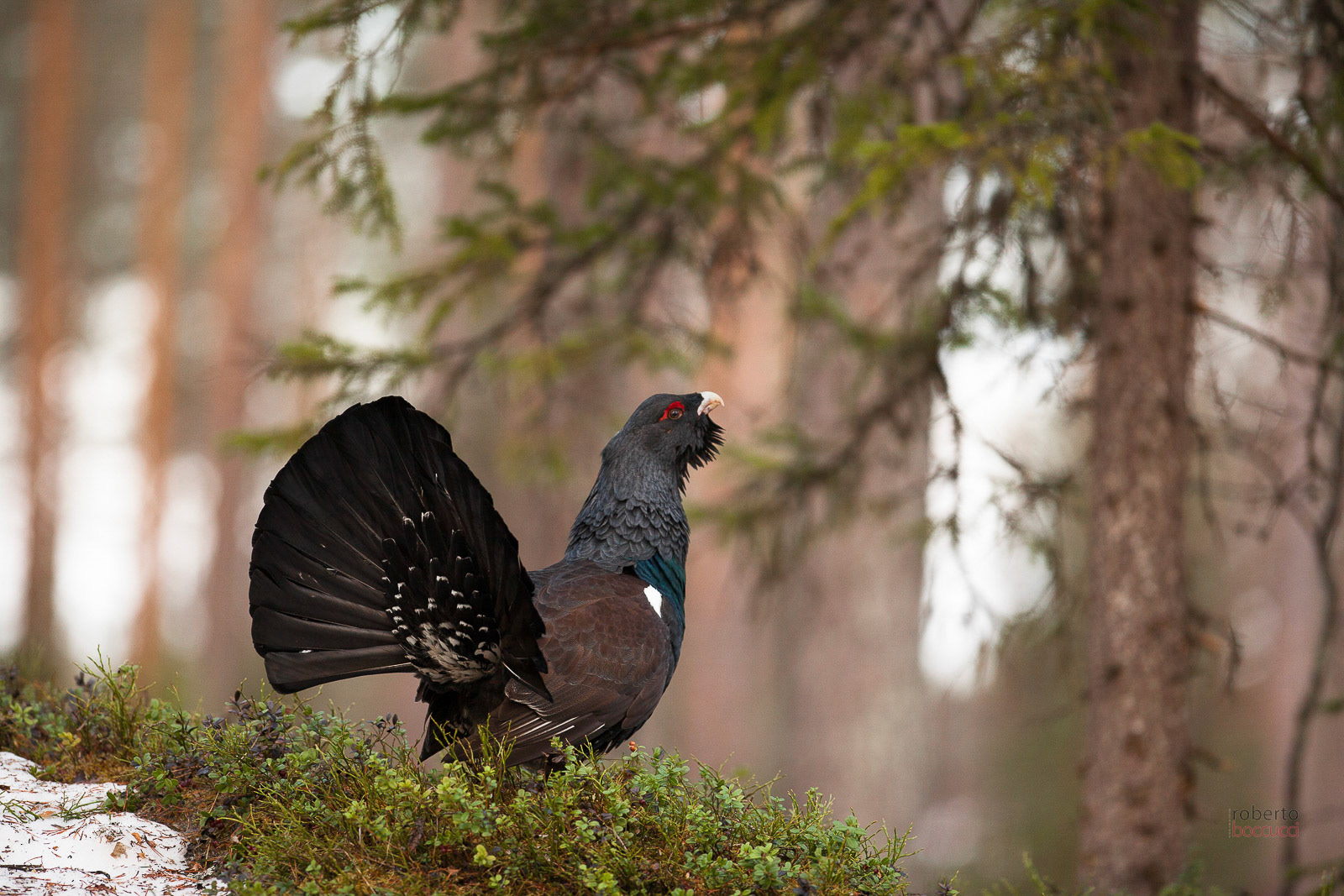 Capercaillie (Sweden)