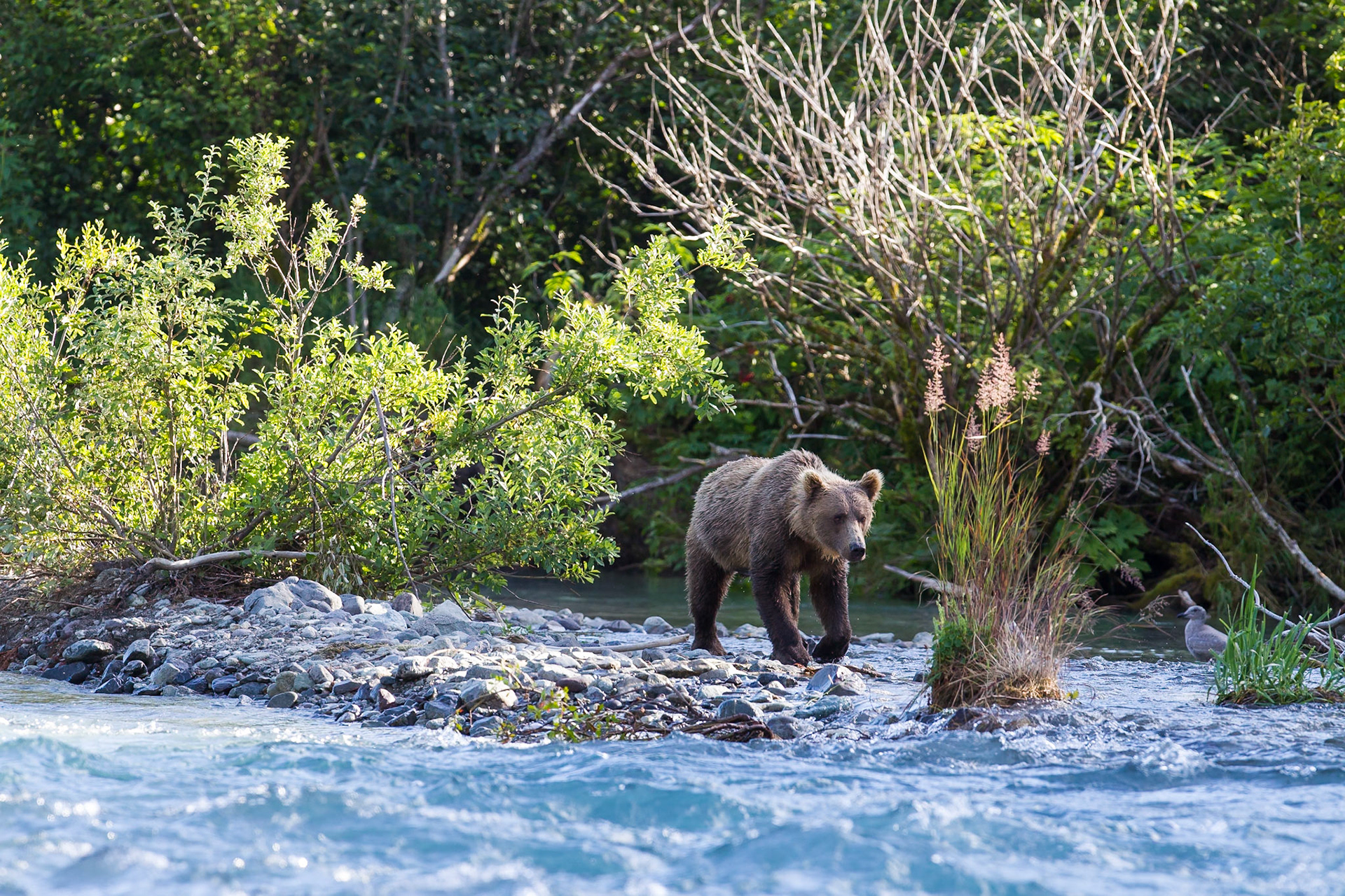 Grizzly (Geographic Harbor)