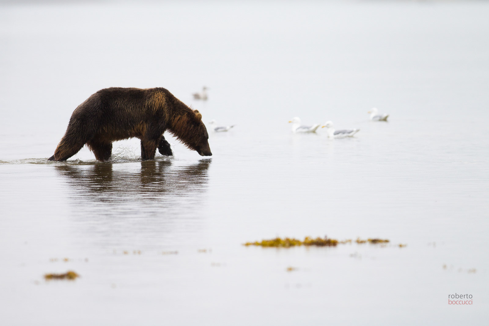 Grizzly (Geographic Harbor)