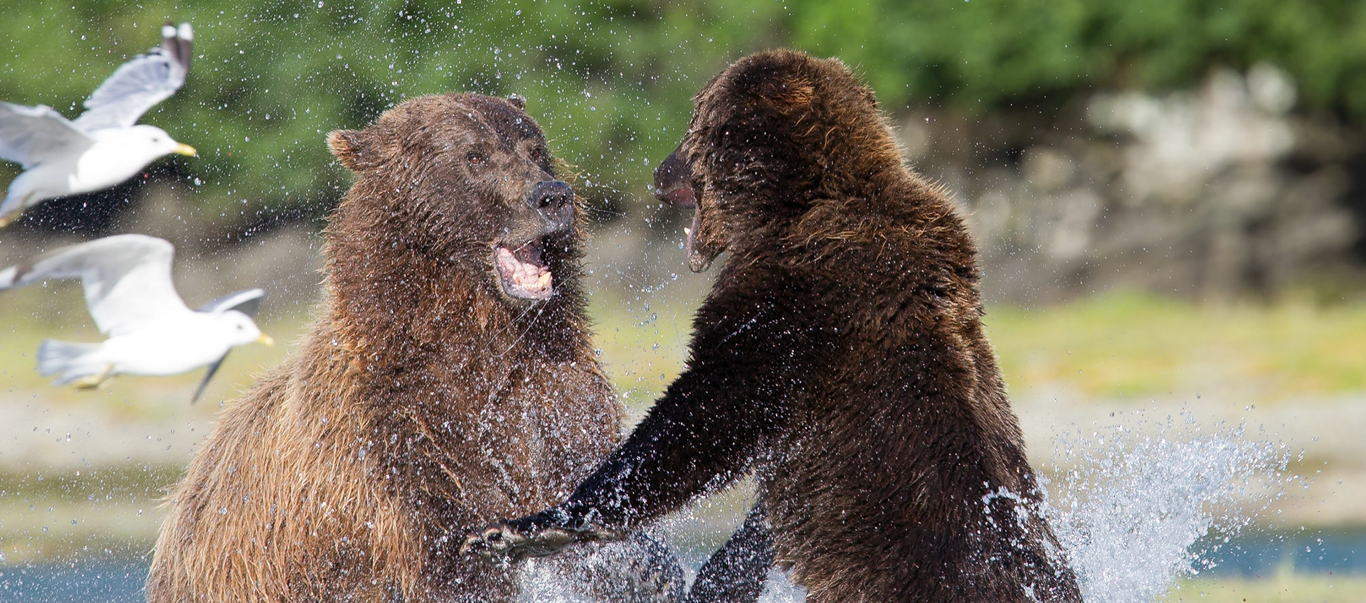 Grizzly (Geographic Harbor)