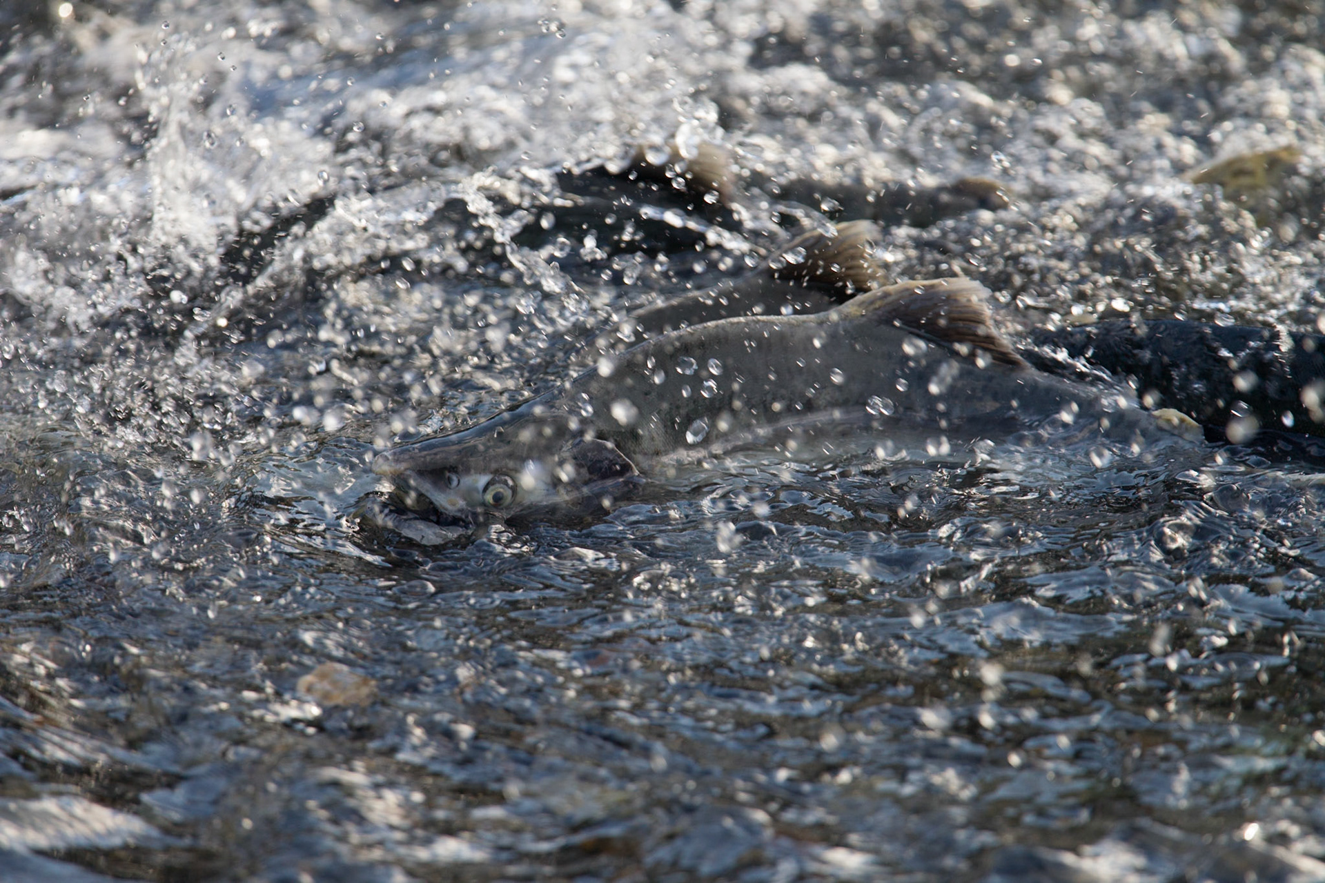 Pink Salmon (Valdez)