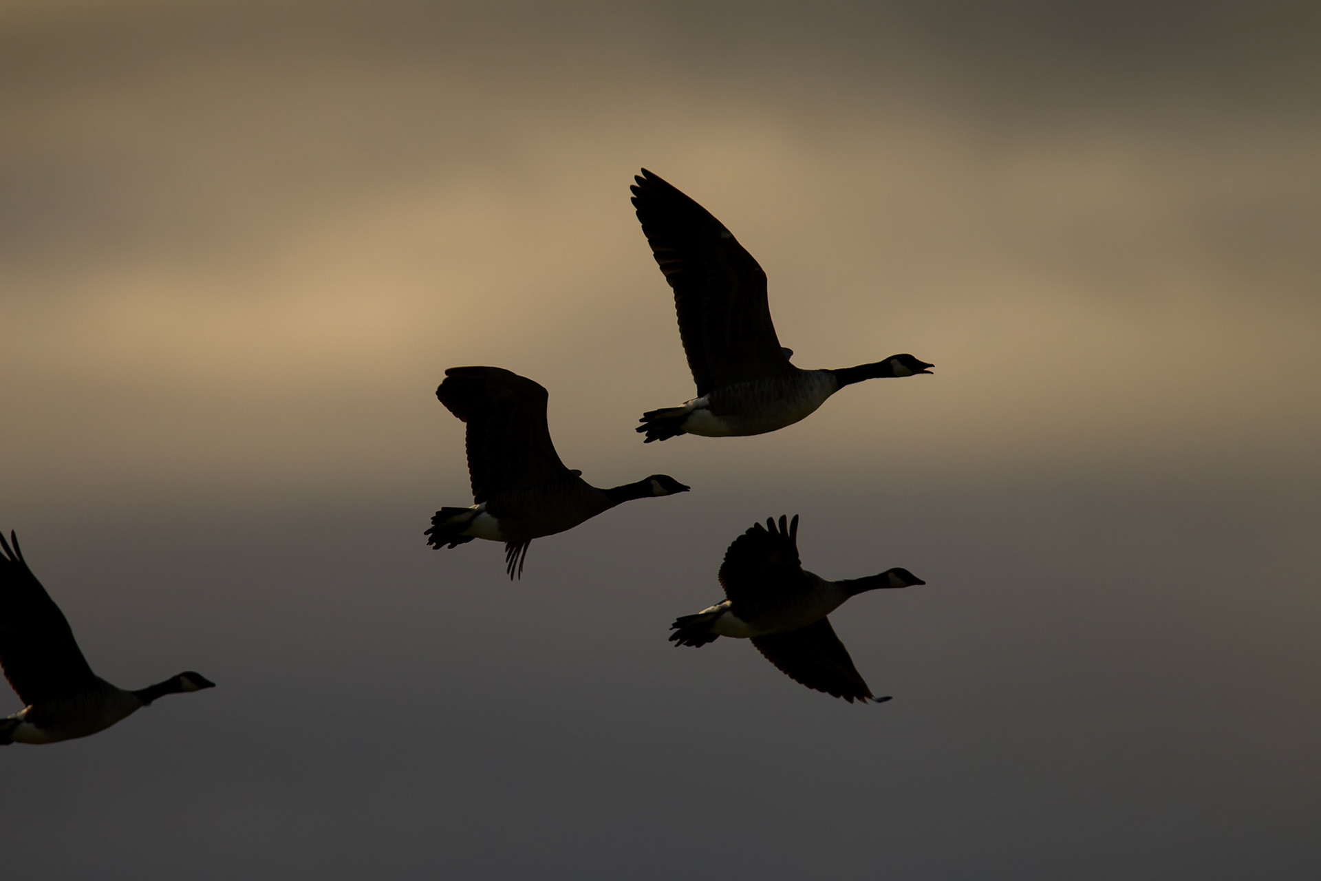 Canada Geese (Fairbanks)