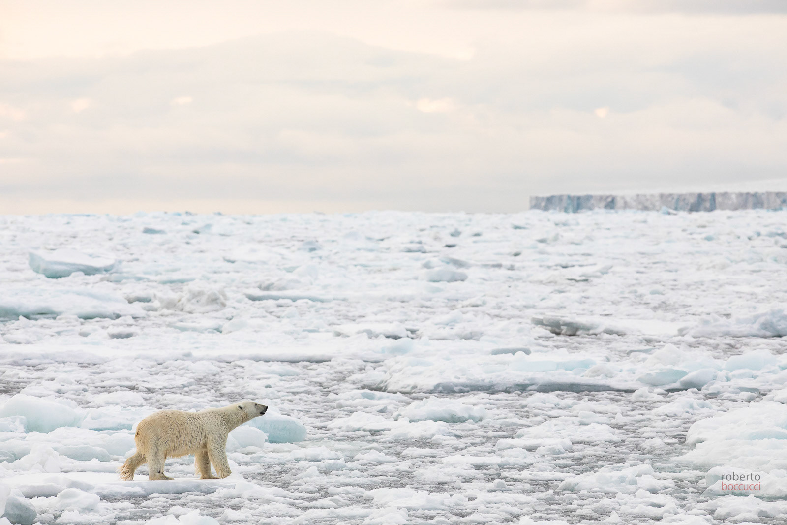 This polar bear wanders in the ice in search of the good opportunity in front of the Ausfonna glacier