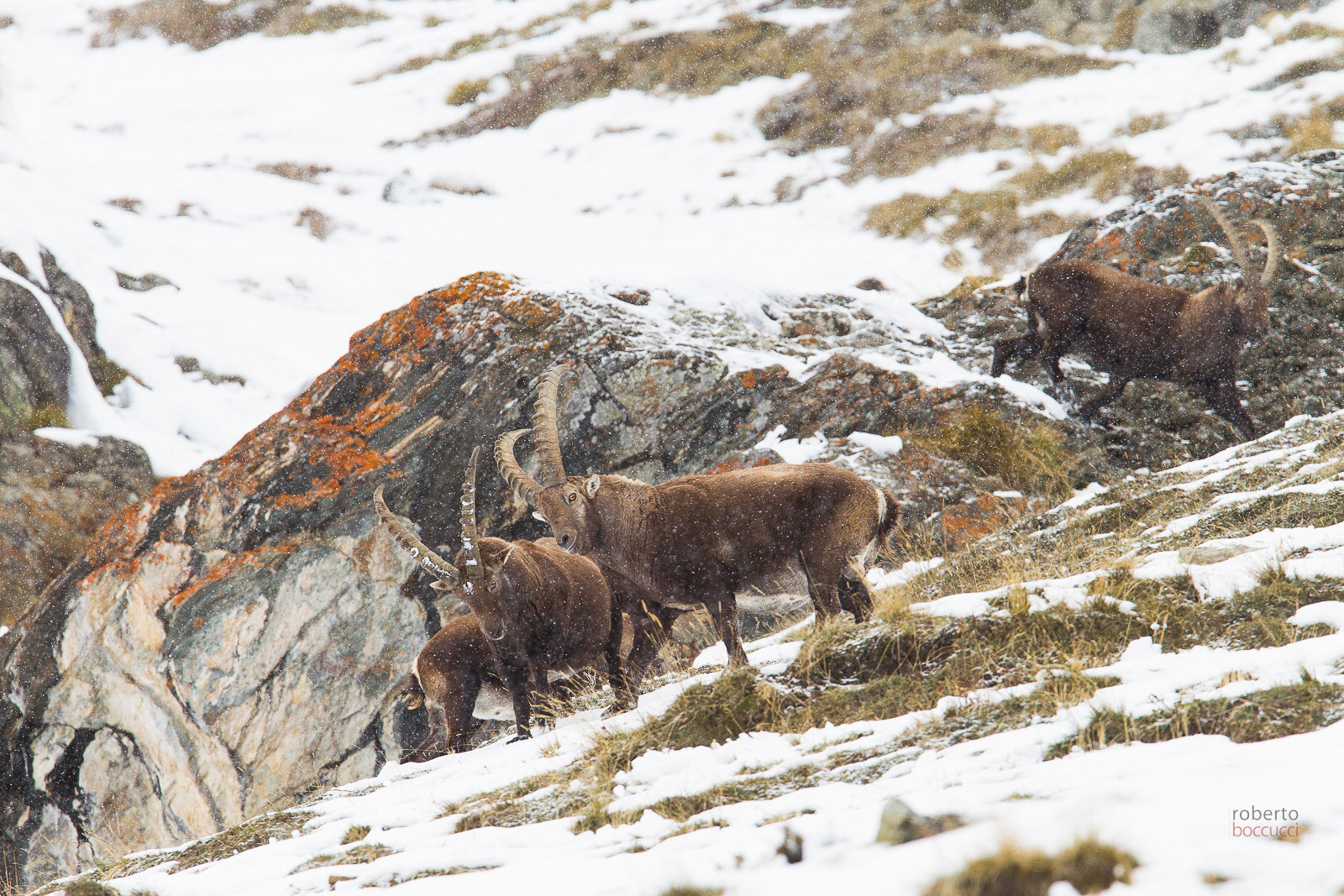 Ibex - Valnontey