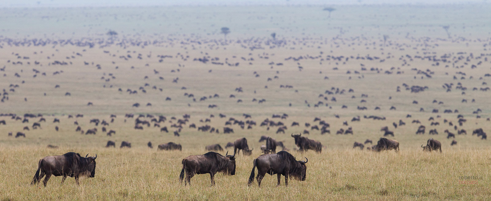 Gnu (Masai Mara)