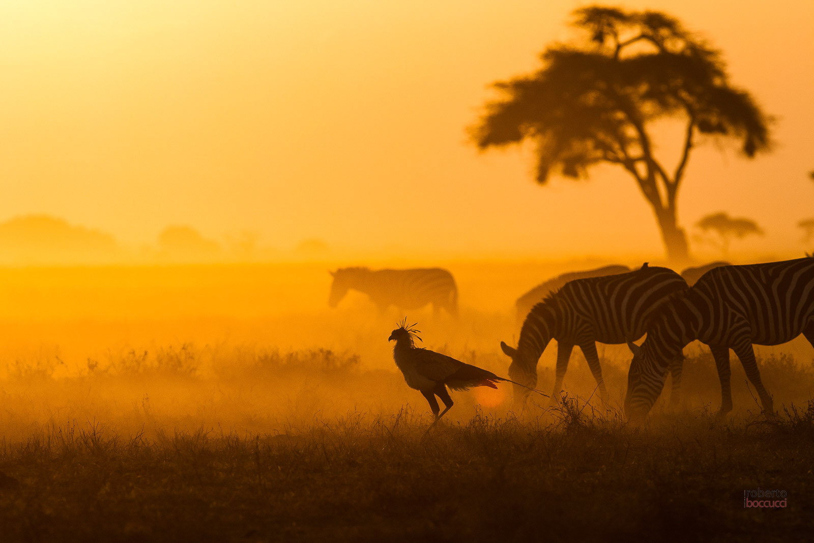 That morning the grazing light illuminated the dust in the plains of the Amboseli