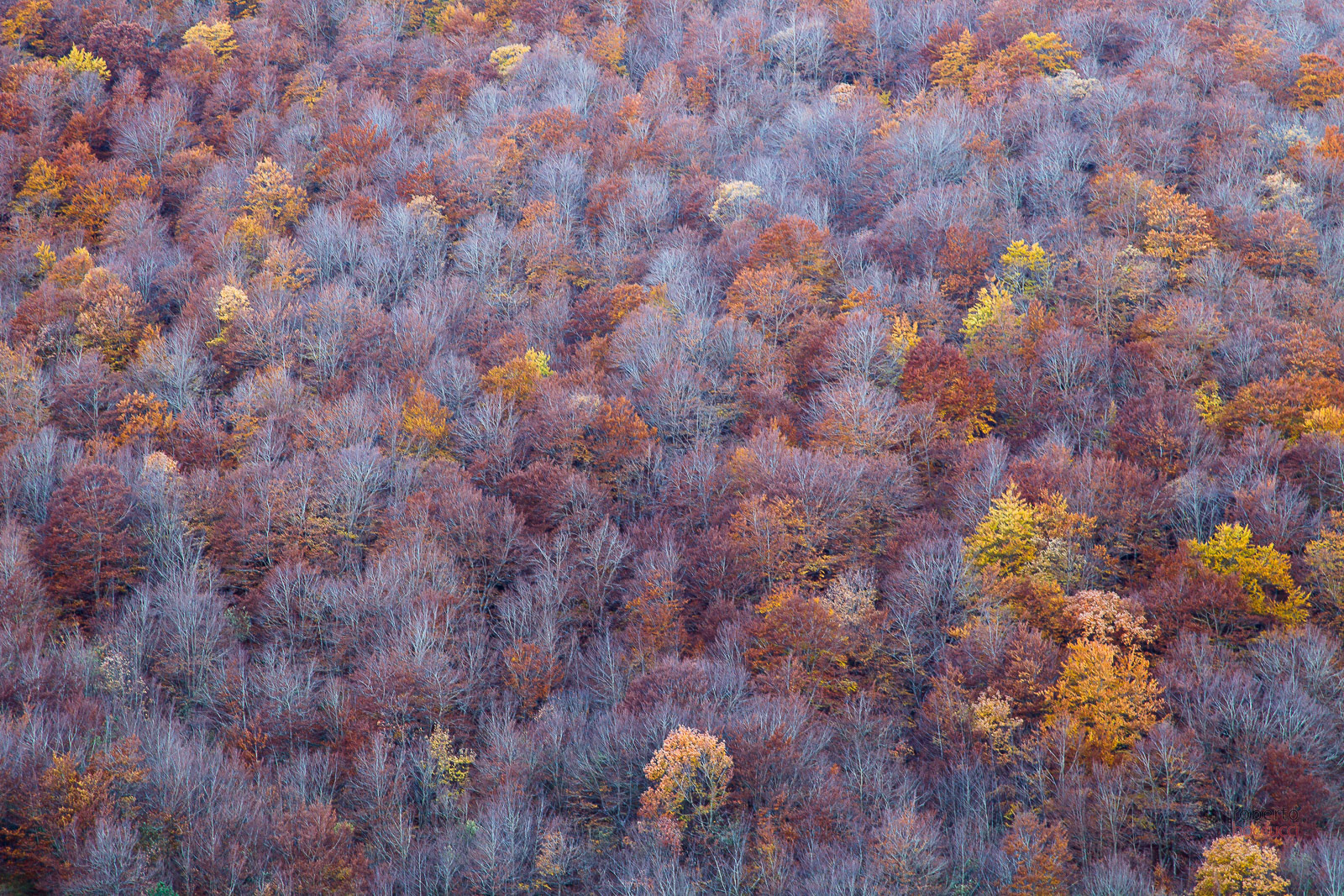 Colors of Autumn (Abruzzo)