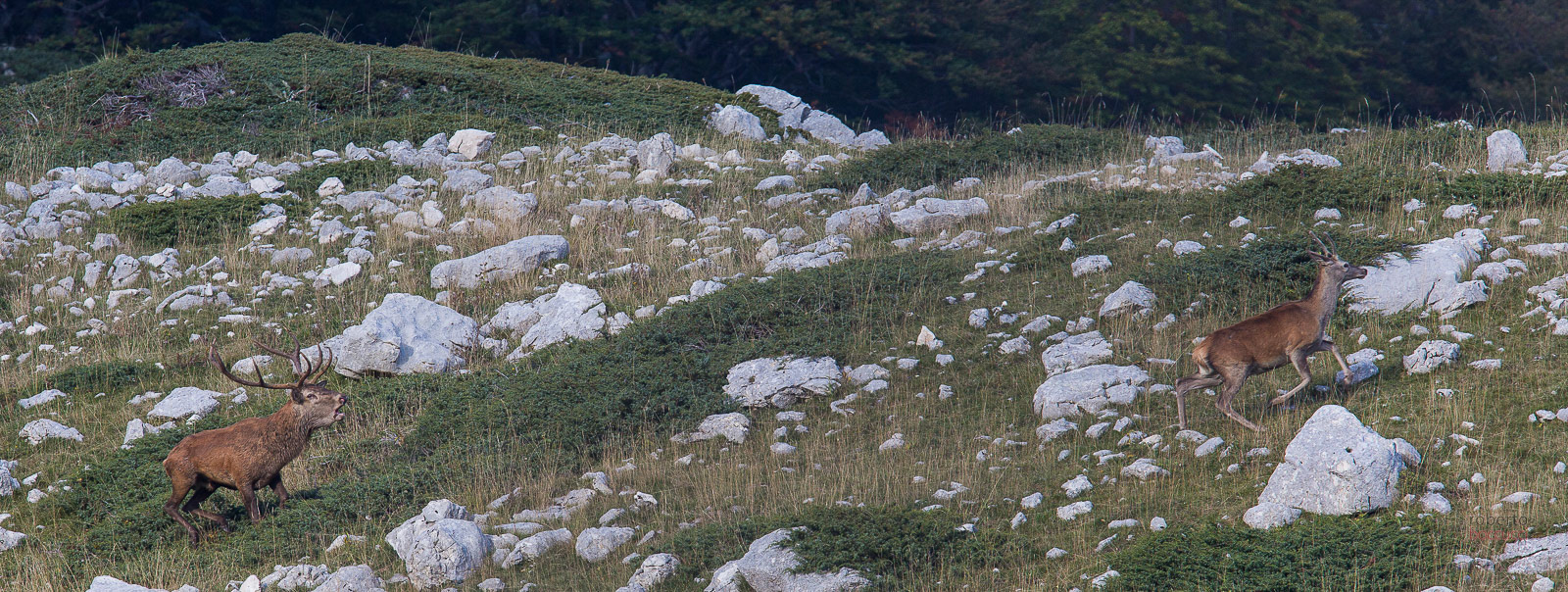 red deer cervo abruzzo boccucci