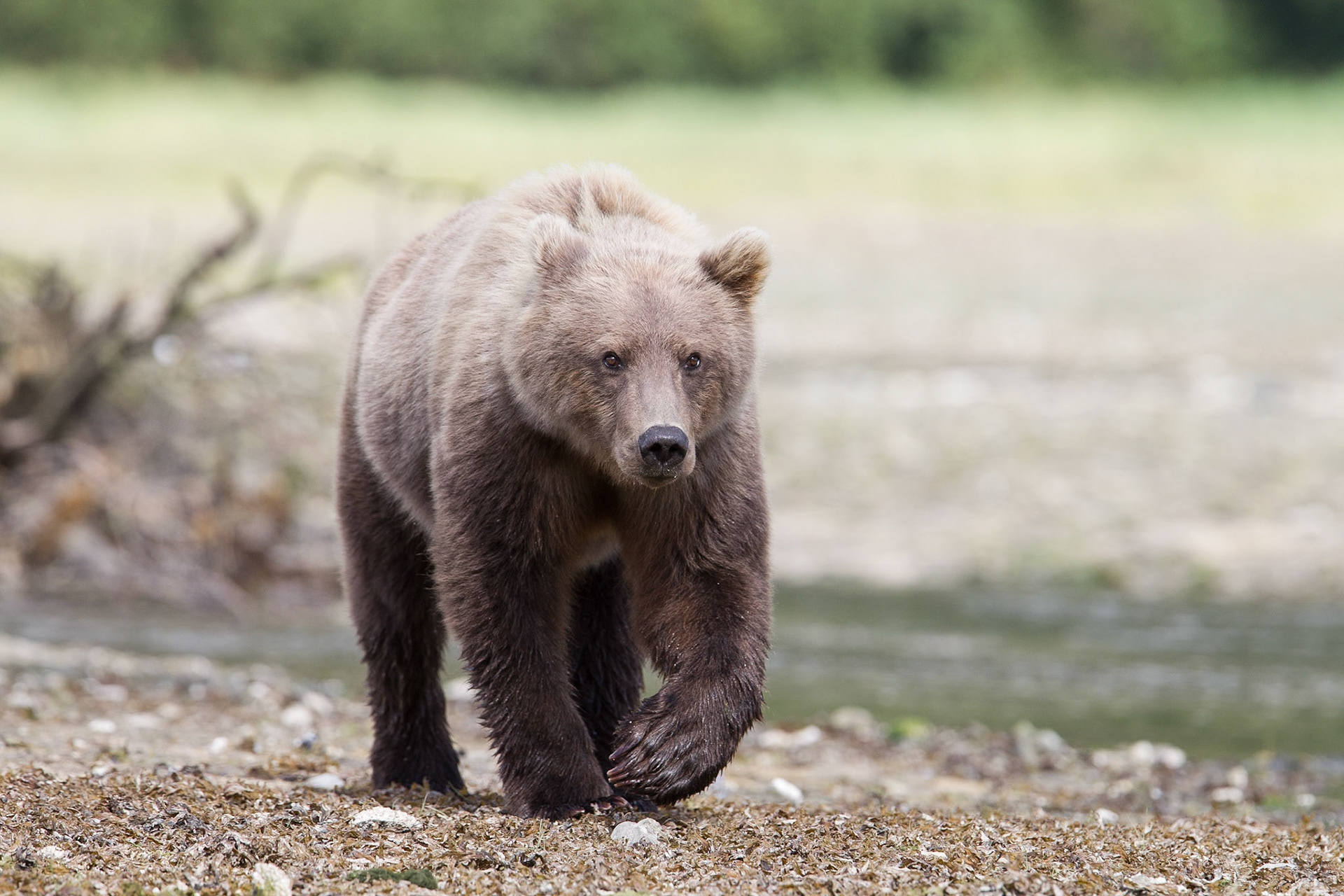 Grizzly - Geographic Harbor