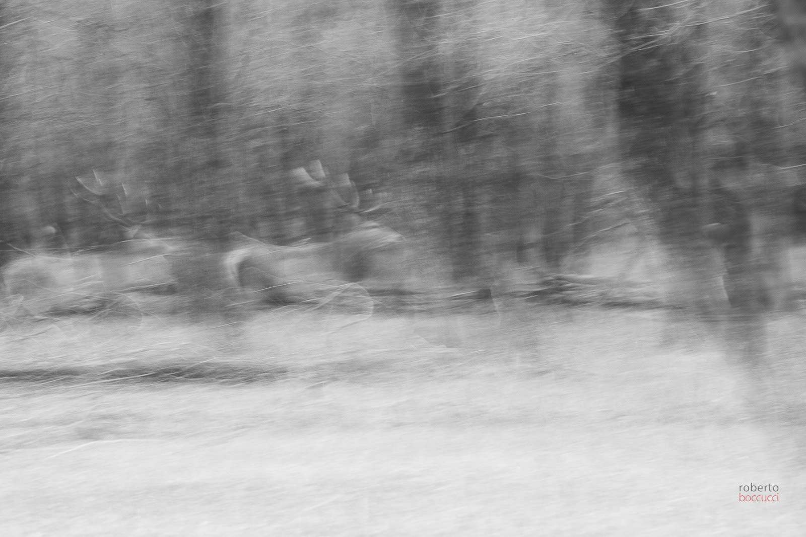 red deer, cervo, abruzzo, boccucci