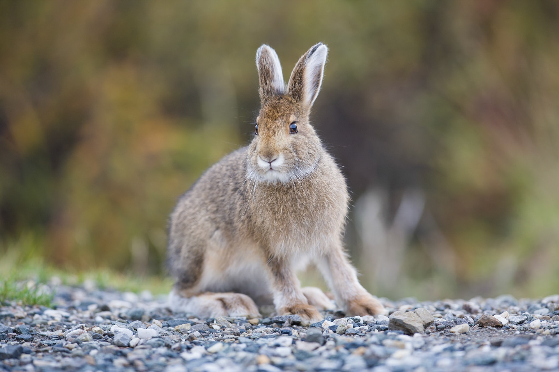 Snowshoe hhare (Denali NP)