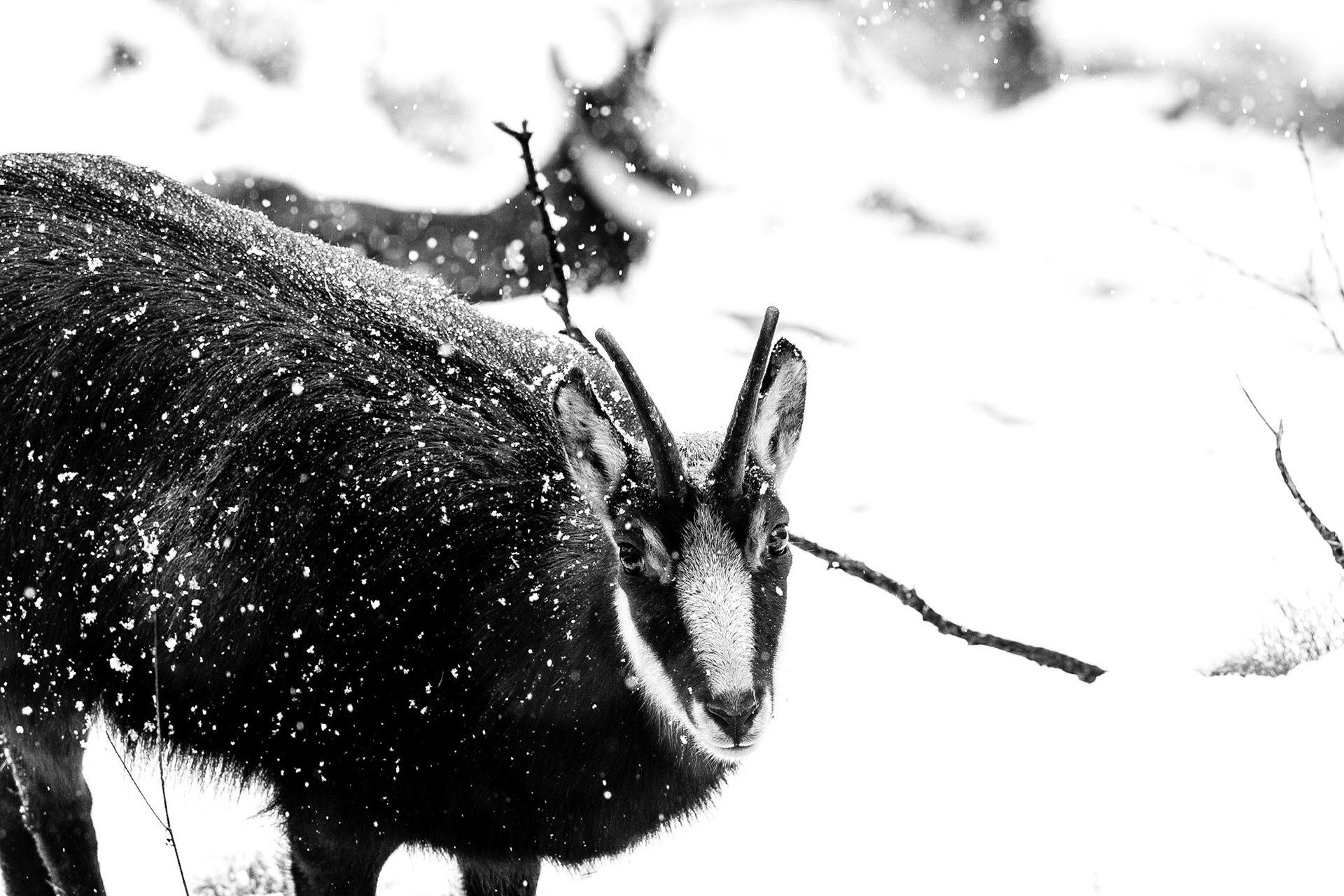 Camoscio (Valnontey - Val d'Aosta)