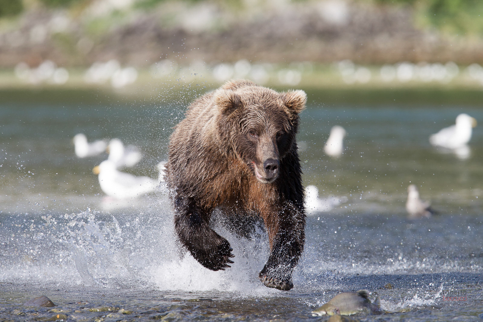 Grizzly - Geographic Harbor
