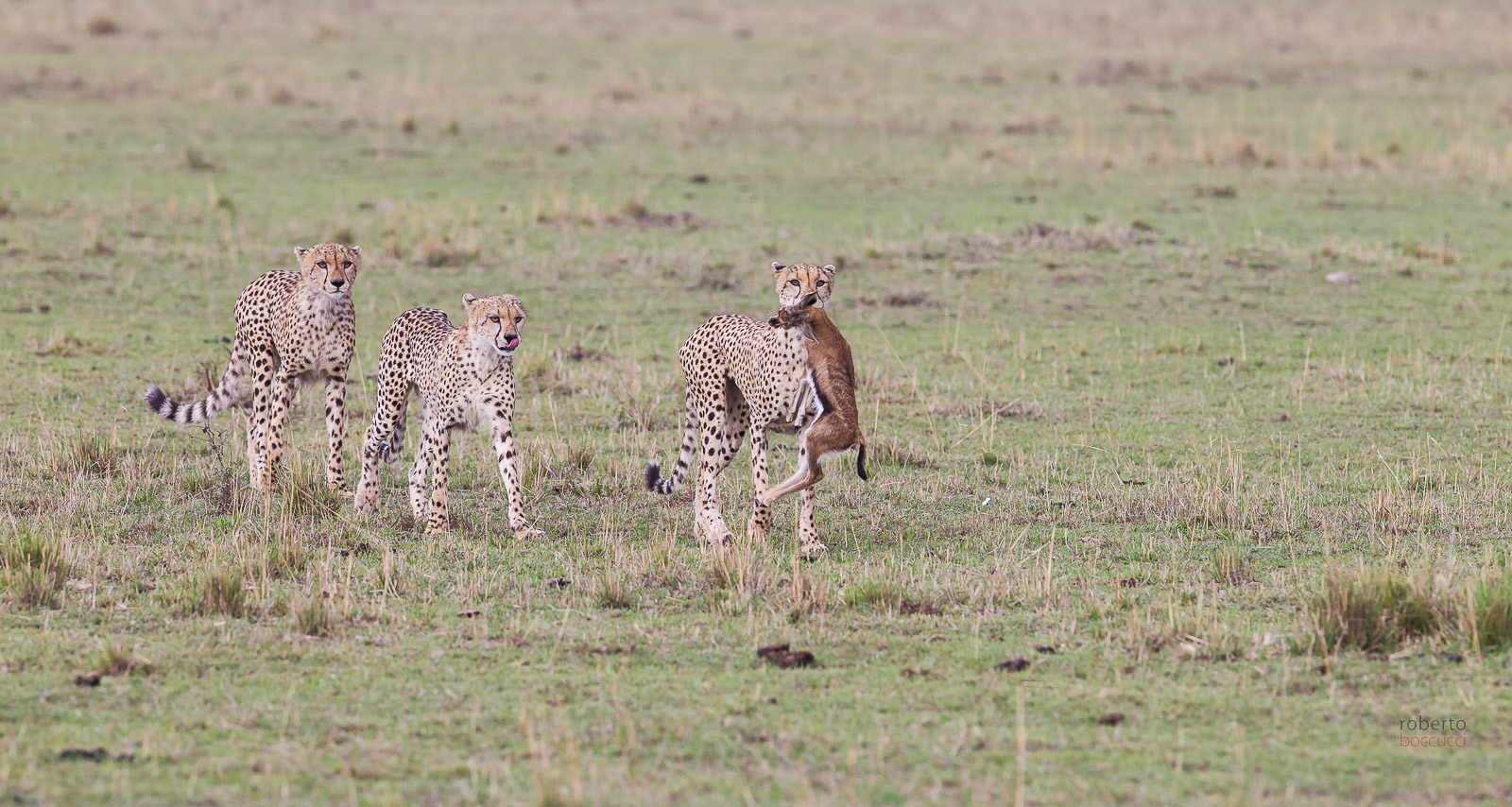 Ghepardo (Masai Mara)