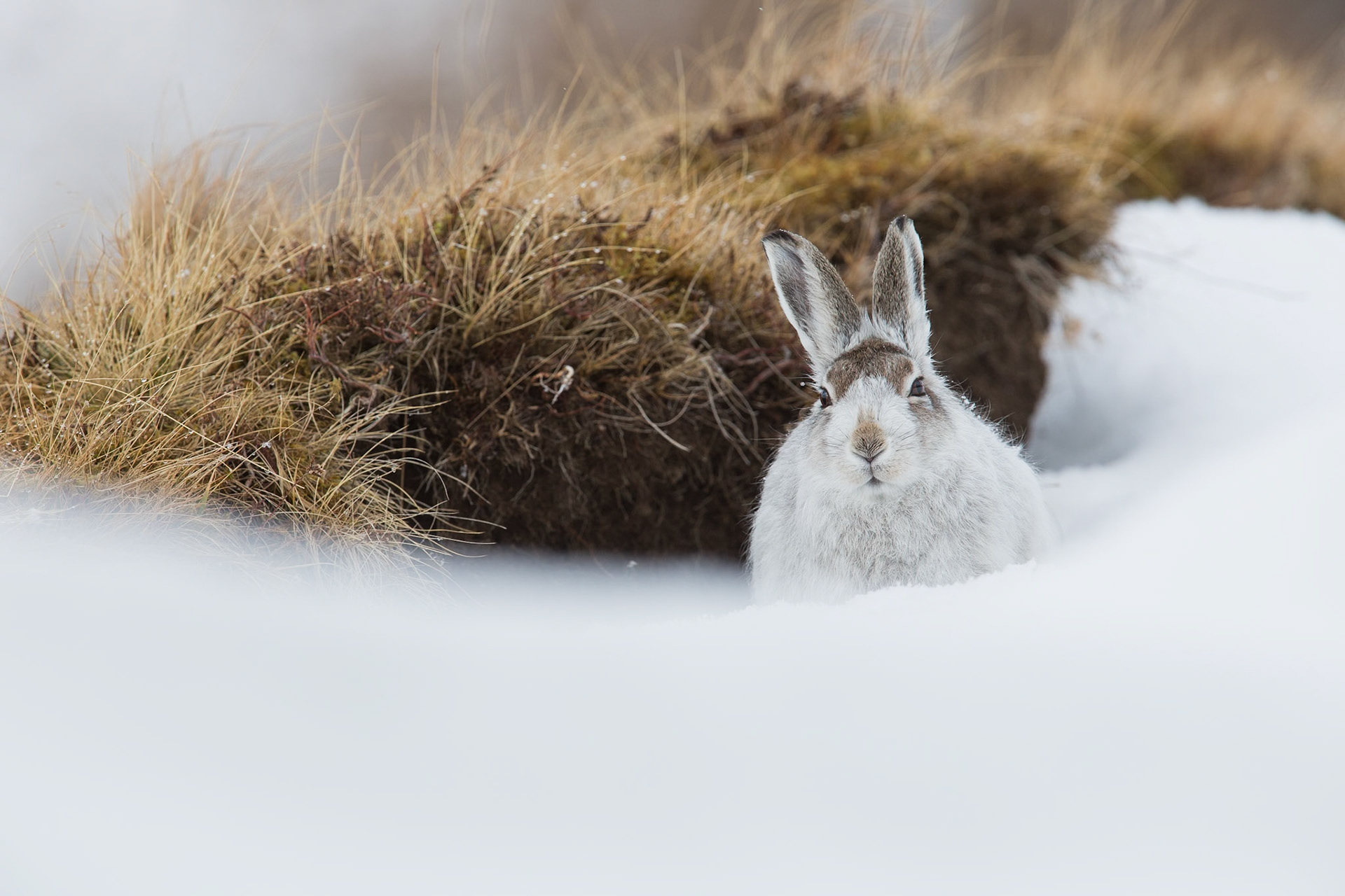 Mountain Hare