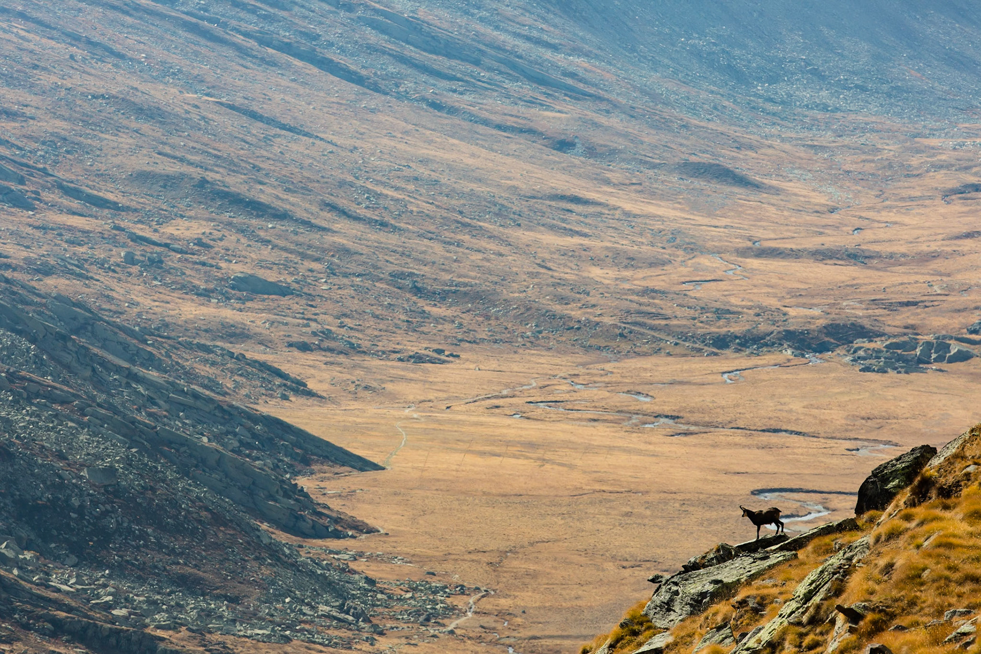 A male controls his territory
