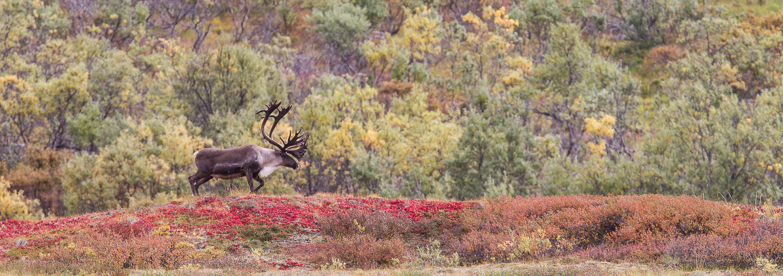 Caribou- Denali NP