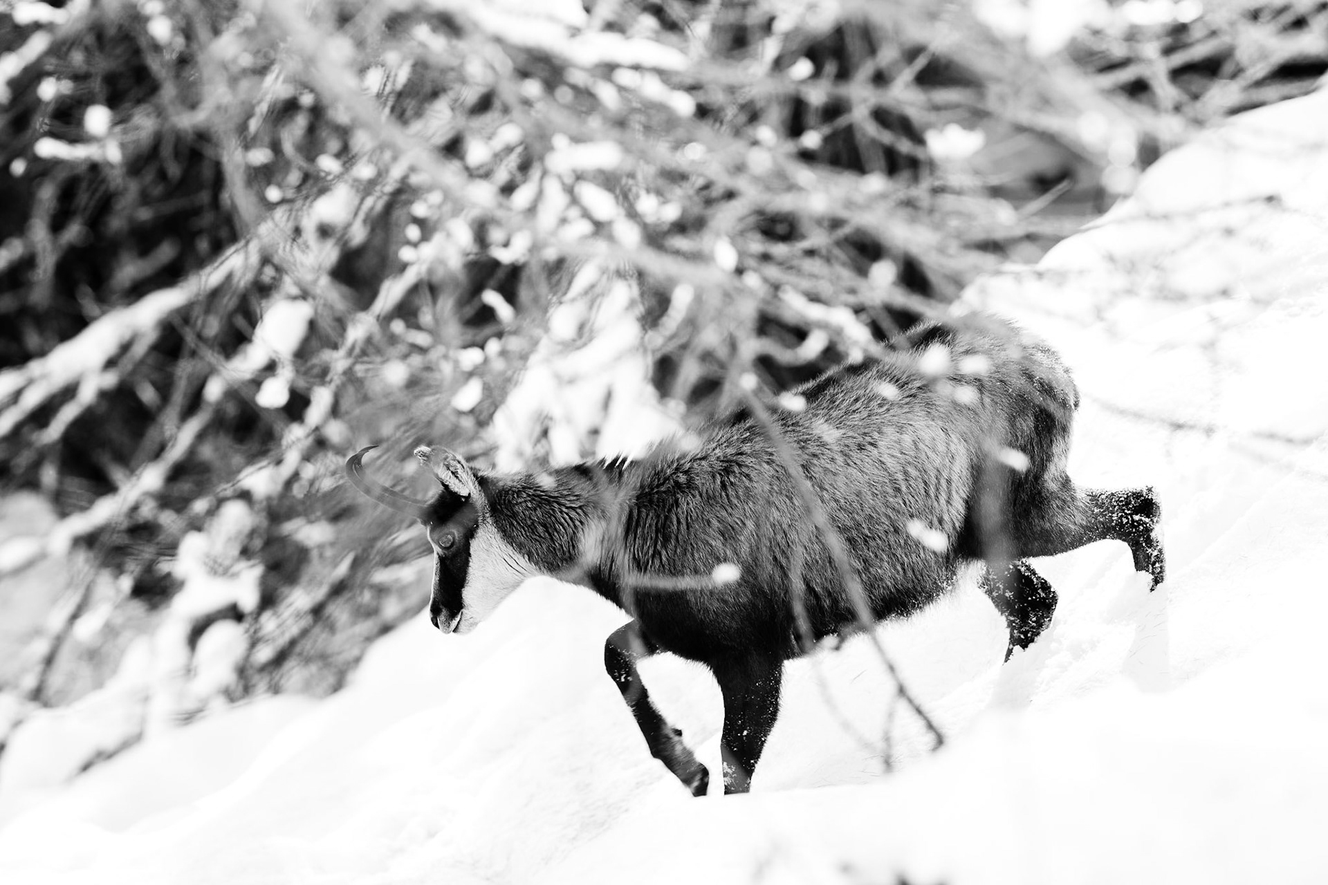 Camoscio (Valnontey - Val d'Aosta)