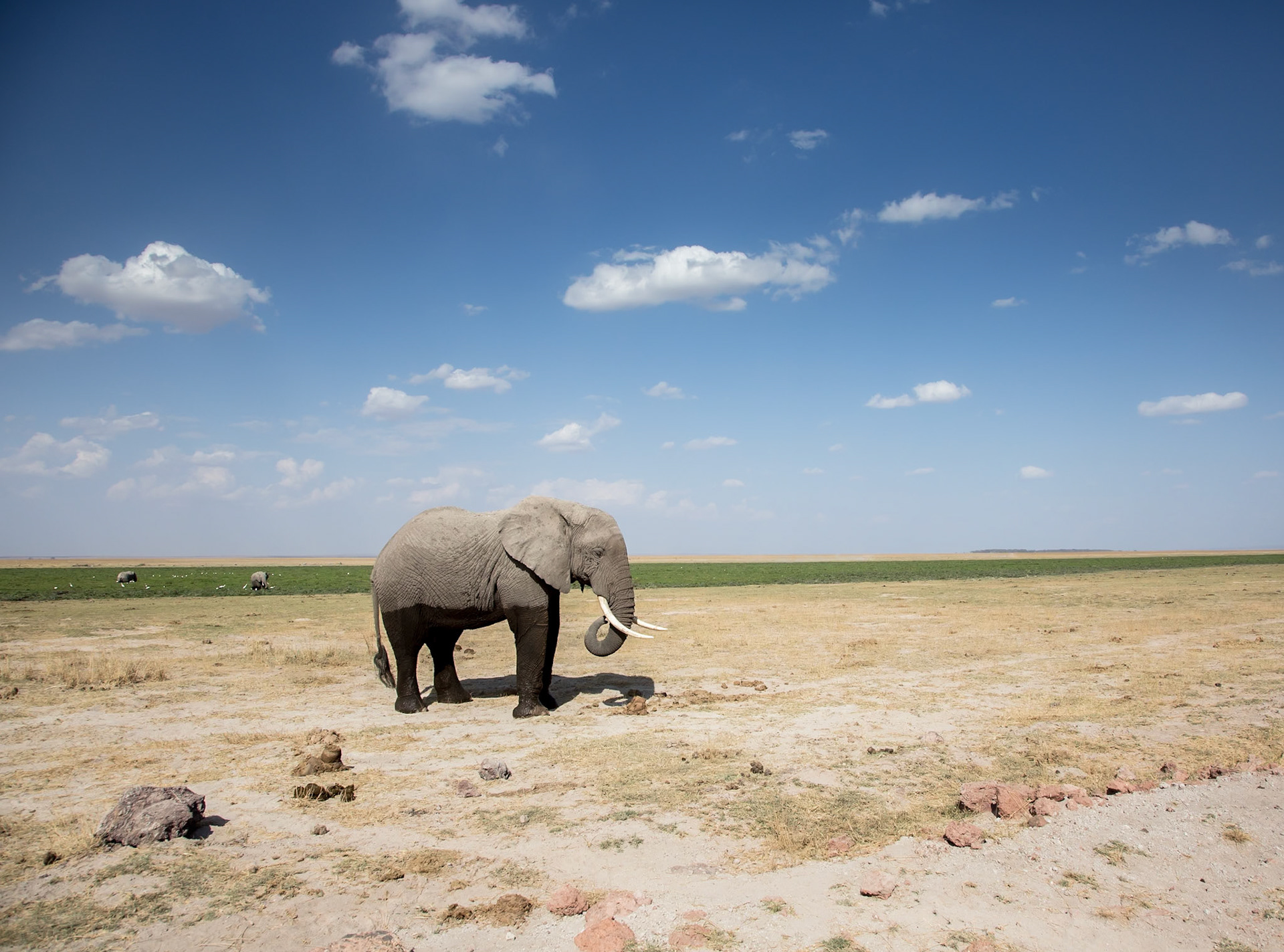 Elefante - Amboseli