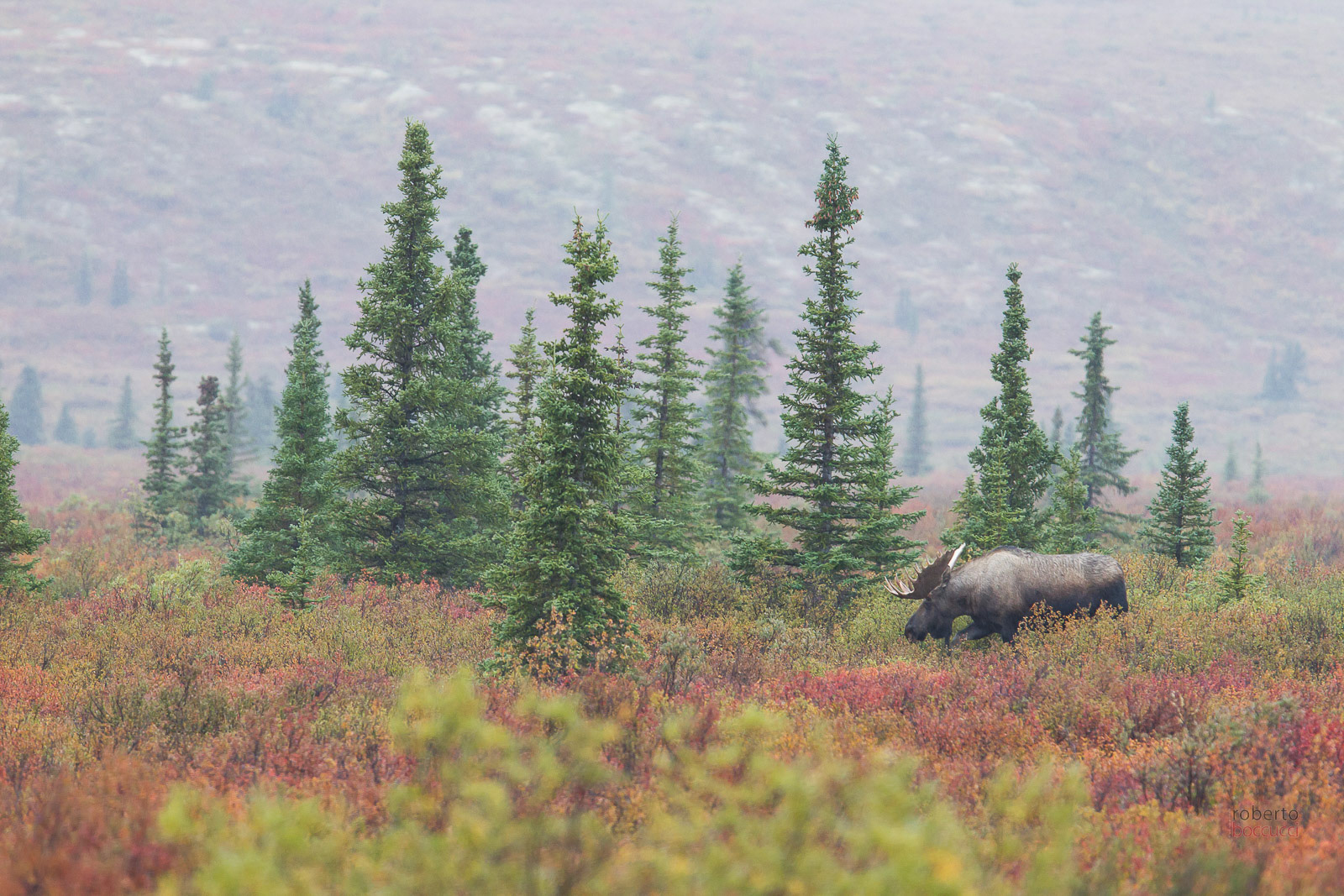 Moose- Denali NP
