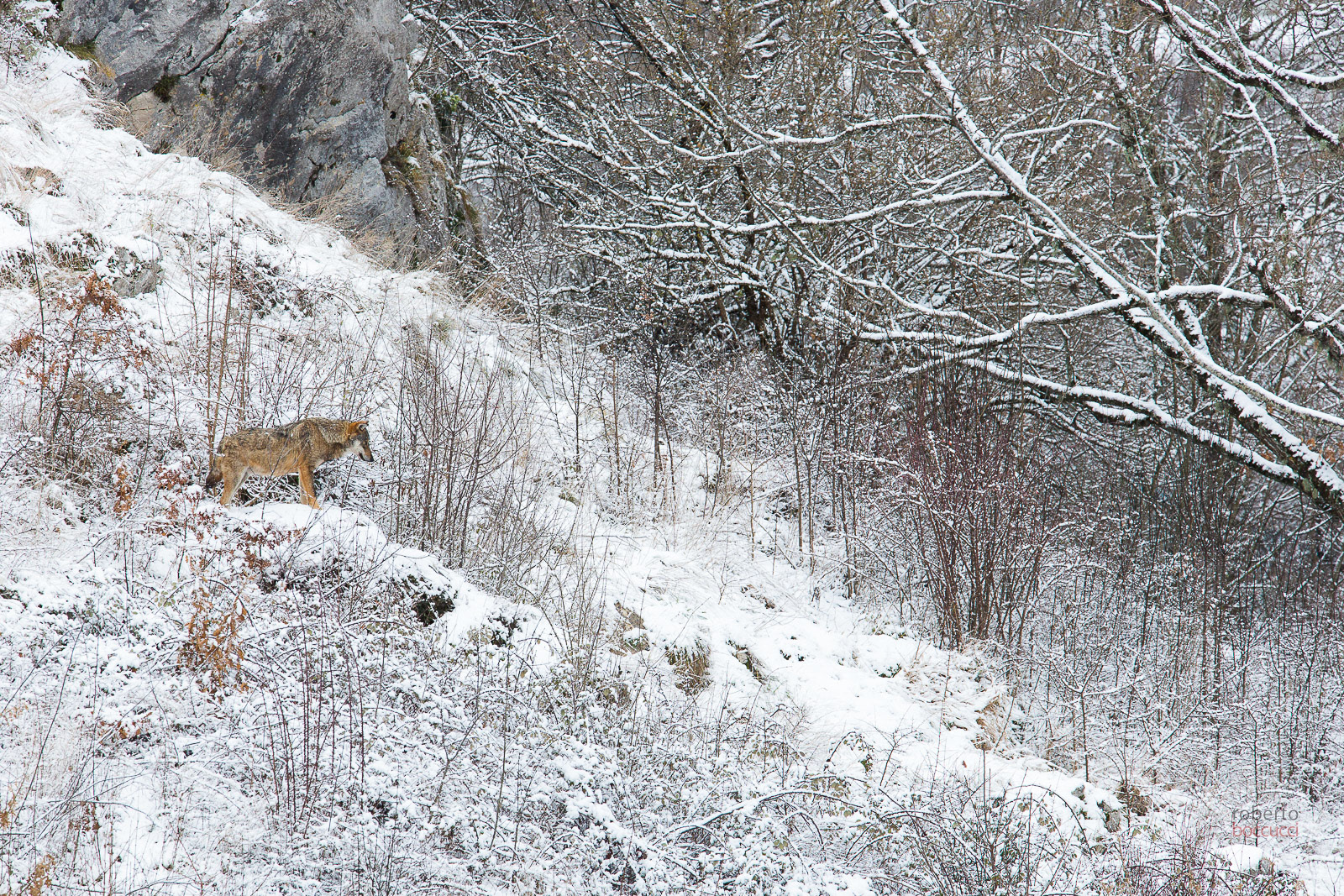 wolf ,lupo, abruzzo, boccucci