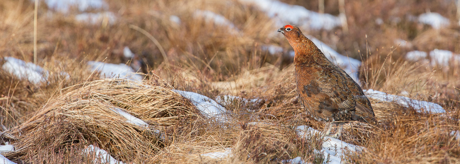 Red Grouse