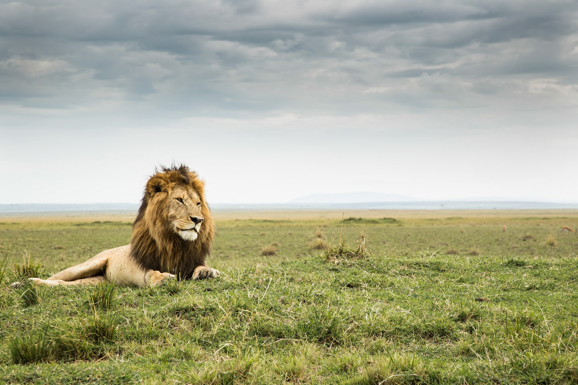 Leone (Masai Mara)