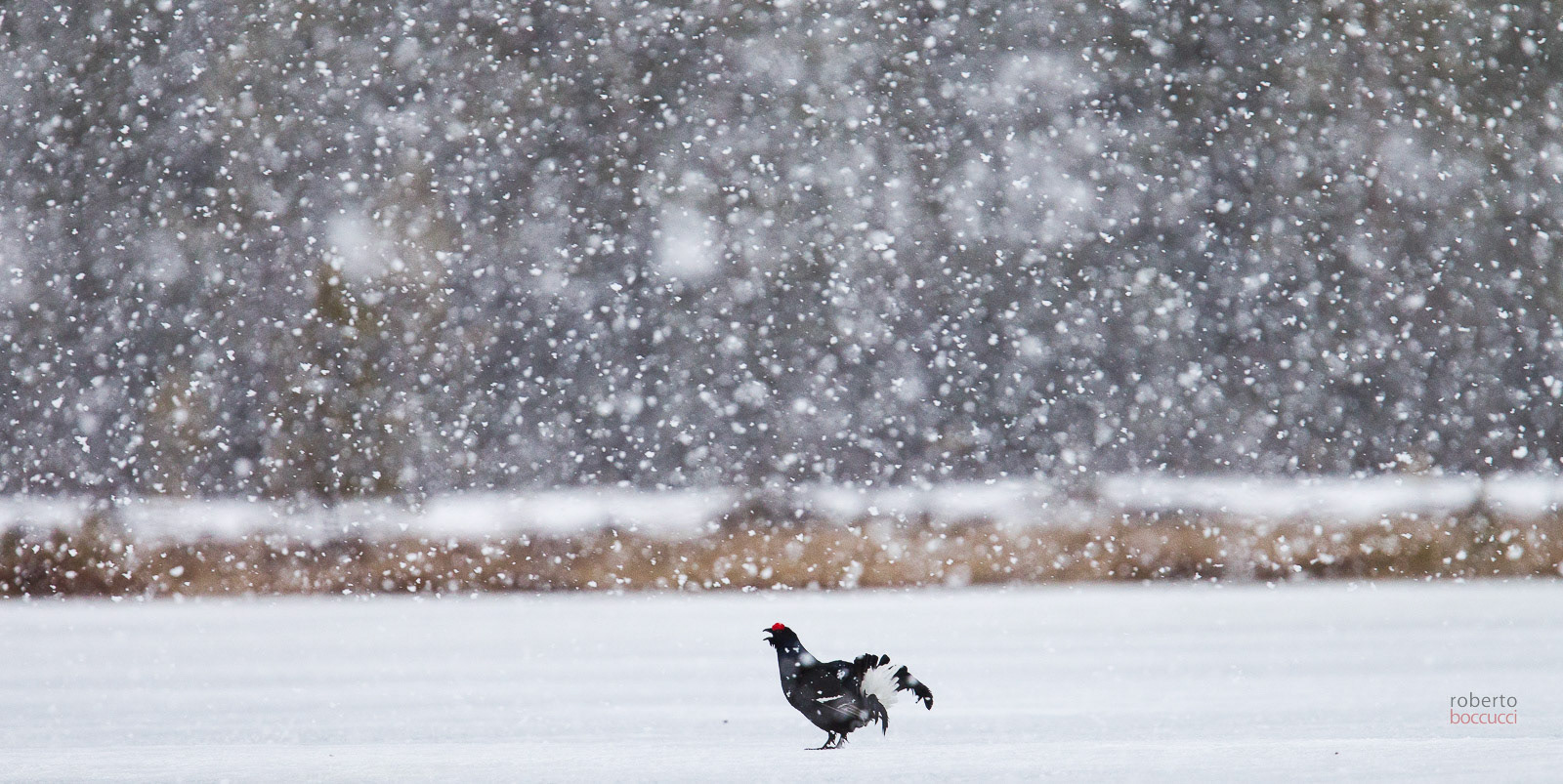 Black Grouse (Finland)