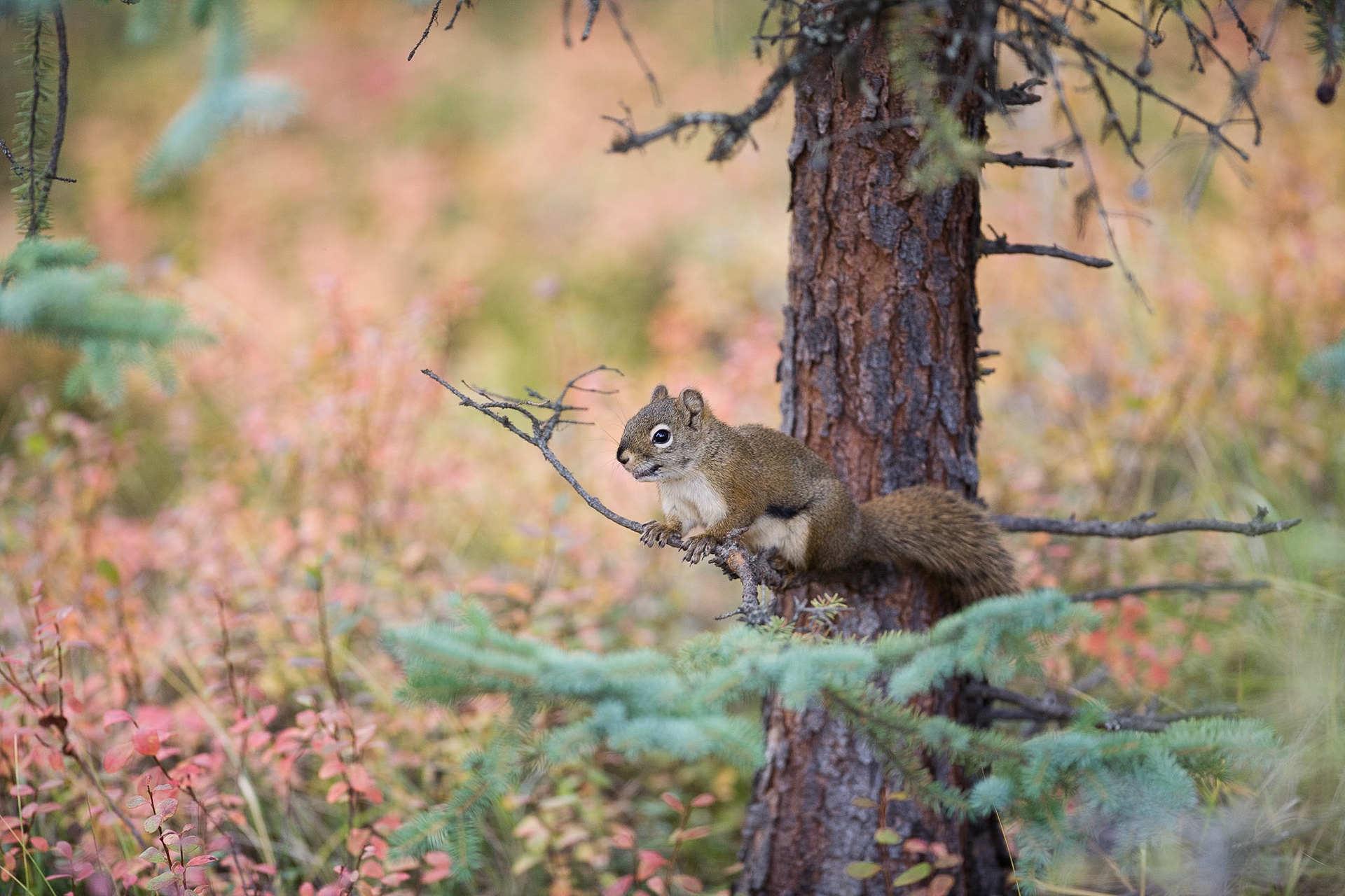 Squirrel (Denali NP)