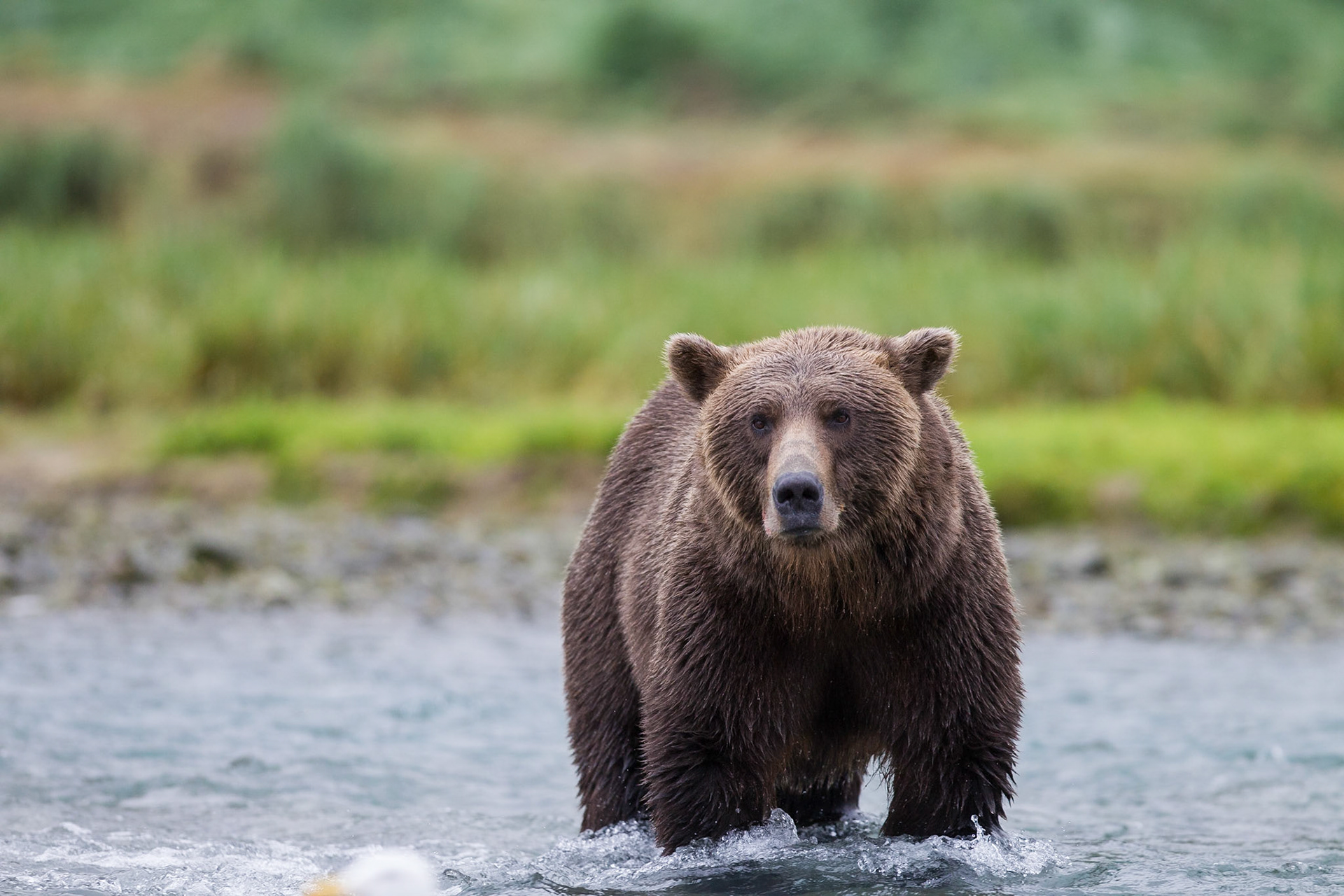 Grizzly (Geographic Harbor)